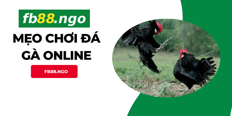 Mẹo Chơi Đá Gà Online: Bí Quyết Thành Công Cho Các Cược Thủ