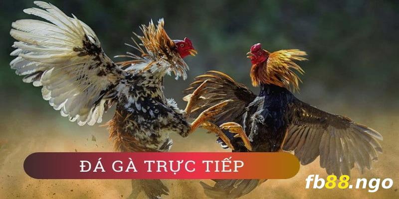 Các trận đá gà được phát trực tiếp