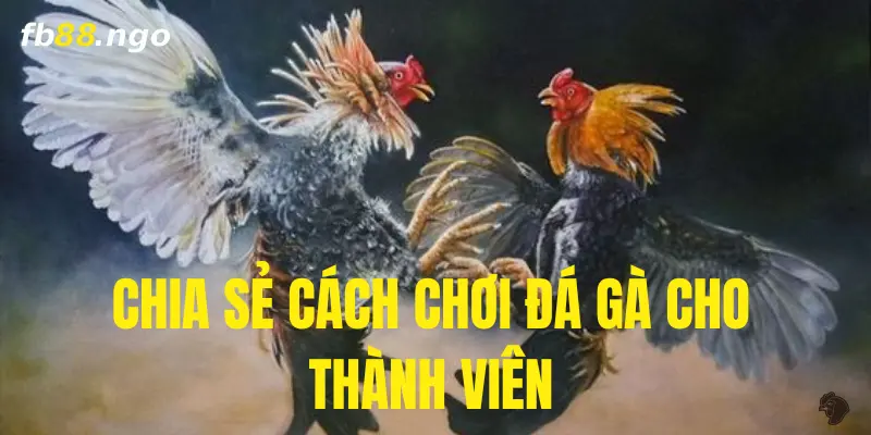 FB88 chia sẻ cách chơi đá gà